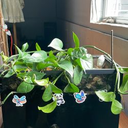 Plant 