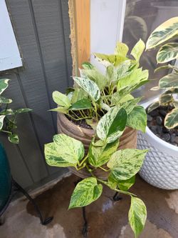 Marble Queen Pothos and a beautiful ceramic pot and plant stand included