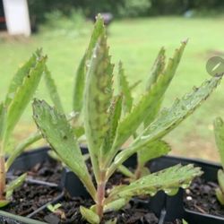3 Blooming Mother Of Thousands Succulent, Live Rooted Plants 