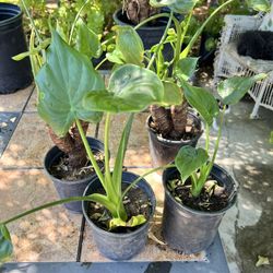 Alocasia cucullata 🪴