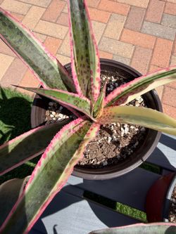Mangave SNOW LEOPARD Succulent Plants
