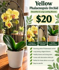 Yellow Phalaenopsis Orchid in White Pot