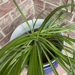 Mature Spider Plants