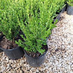 Boxwood