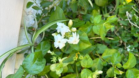 Arabian jasmine plant