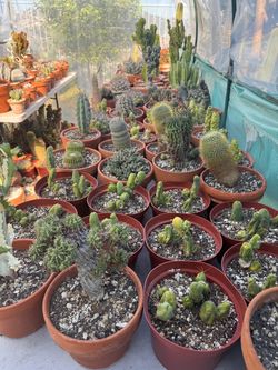 Succulent plants