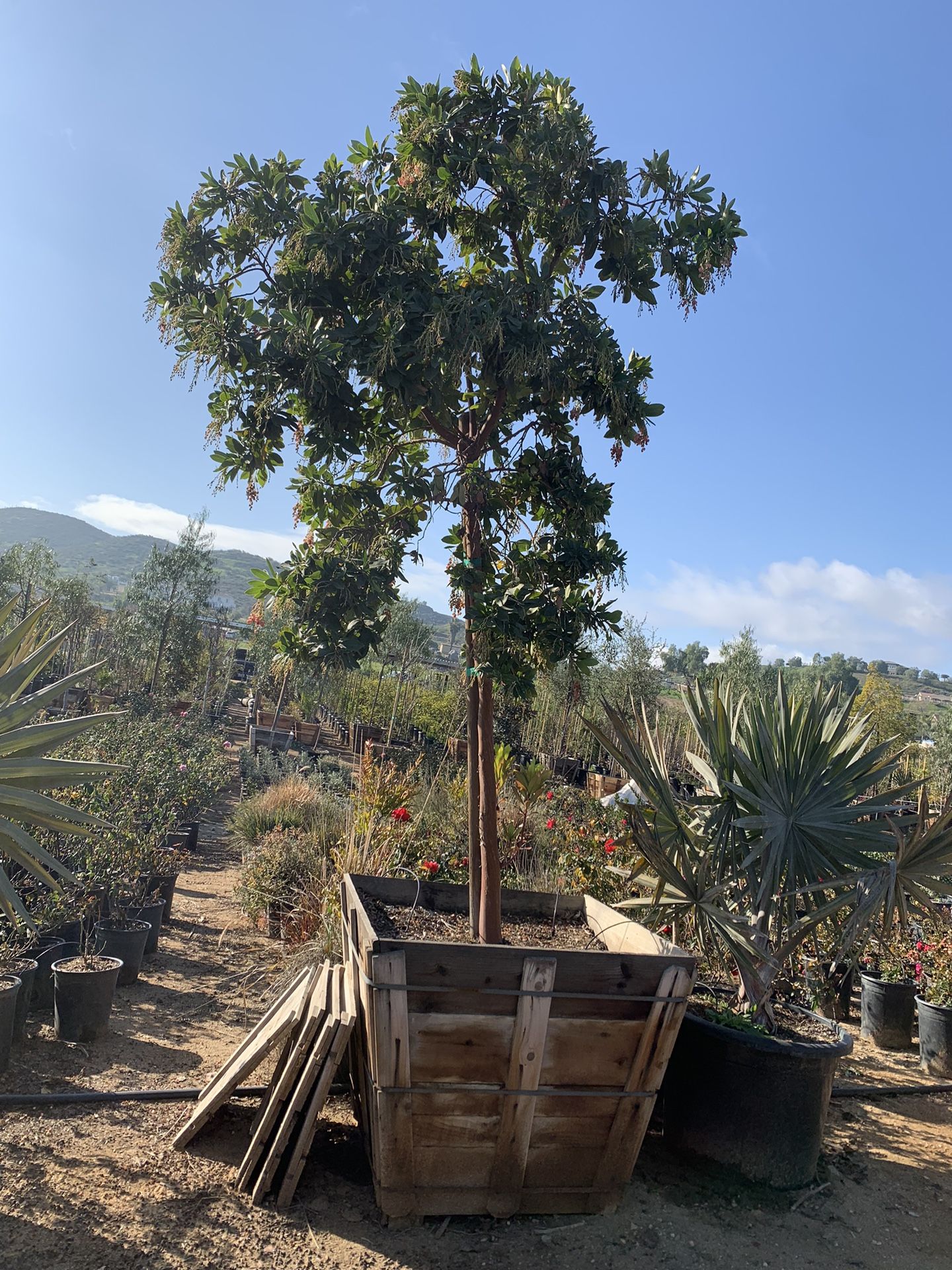 Arbutus Marina strawberry tree shade tree 36” box