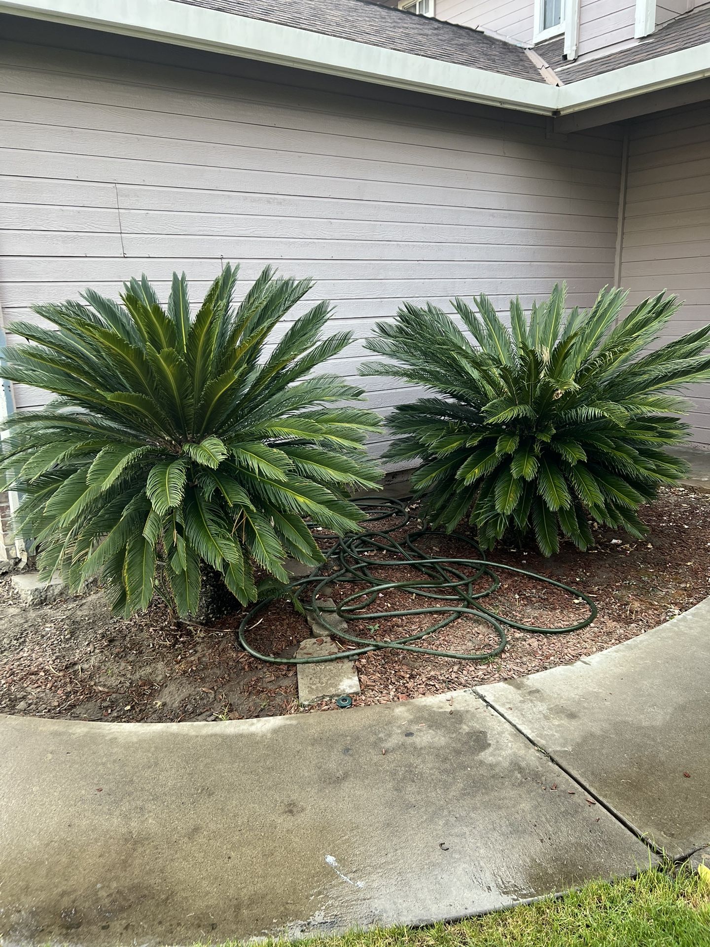 Sago Palms