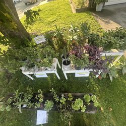 Plants For Sale!