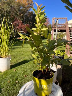 two-year-old guava tree