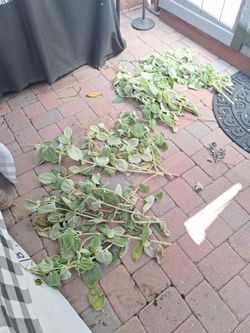FREE Silverleaf Princess Flower Plant (Large Leaf)