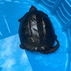 Snapping Turtle 