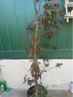 Japanese red maple. About 4.  6 6 feet tall.