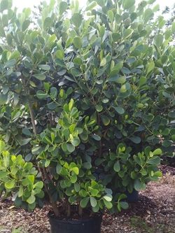 VERY BIG CLUSIA PLANT FOR SALE! SPECTACULAR BEST QUALITY & BEST PRICE IN TOWN