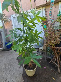 Money tree