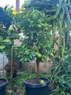 Big mature Moro blood orange tree
