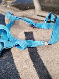 dog collar