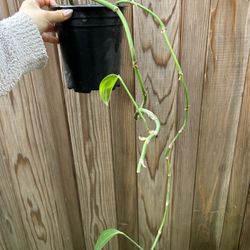 rhaphidophora decursiva