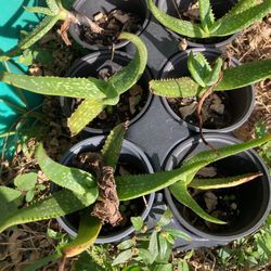Aloe Vera, Soap Aloe And a variety of succulents