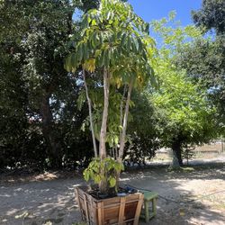 Umbrella Tree 