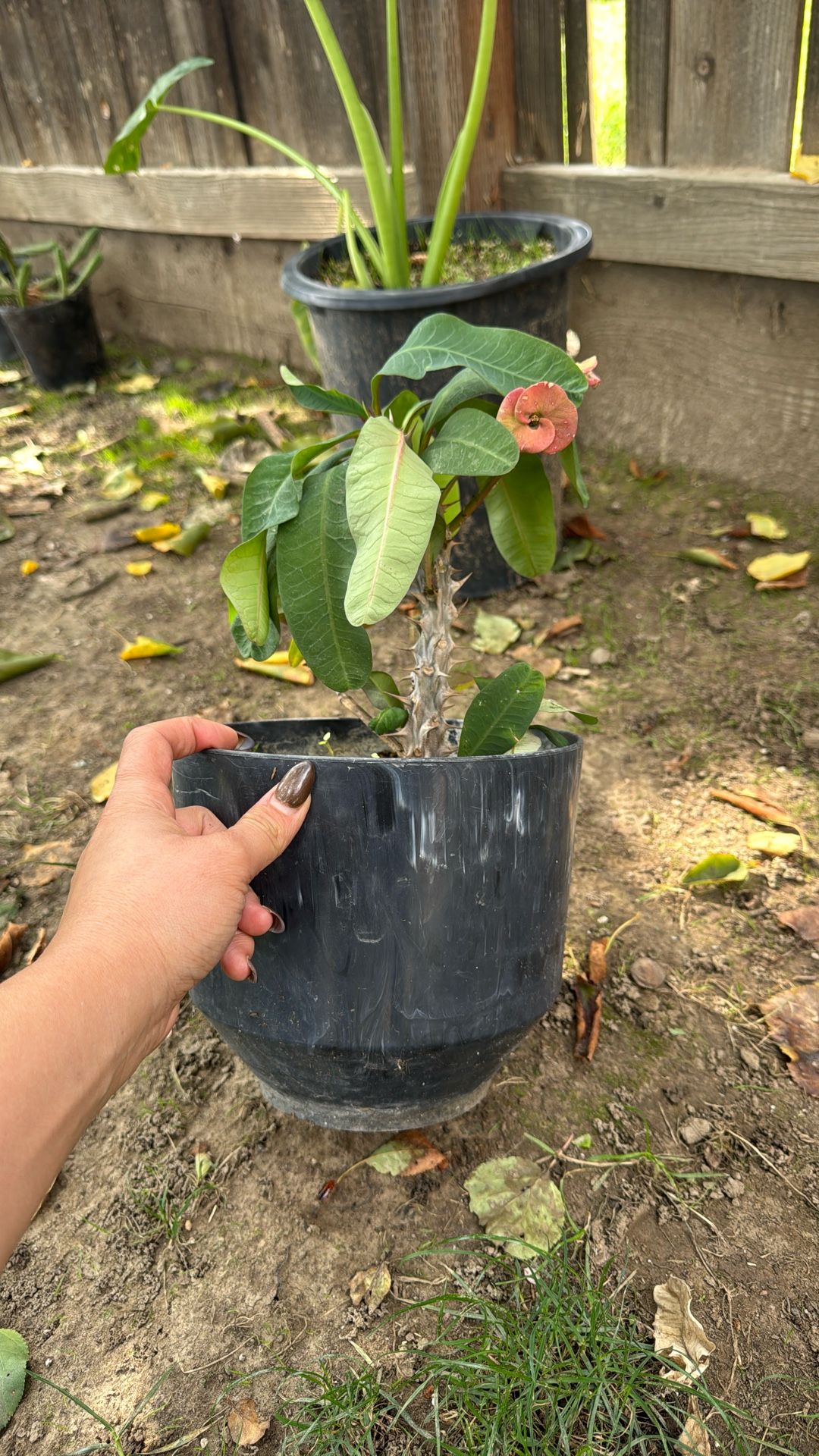 Crown Of Thorns Plant