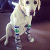 GusGusSupplies