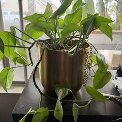 Hold Hanging Plant Holder ( pOT)