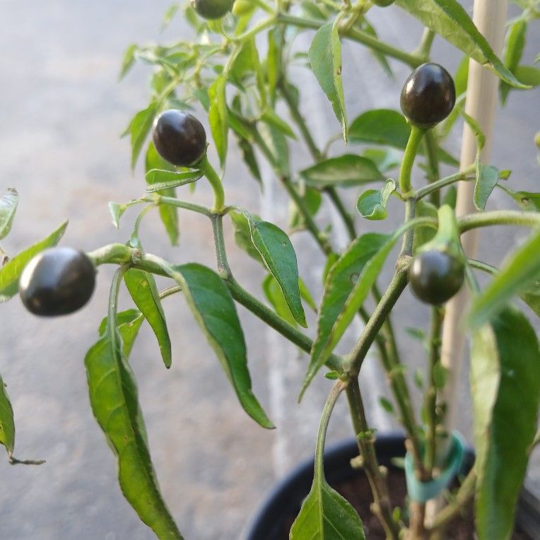 Chile's De Arbol De Bolita😃🌿🌿🌶🌶🥵🥵🥵