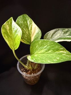 Rare Pothos bundle
