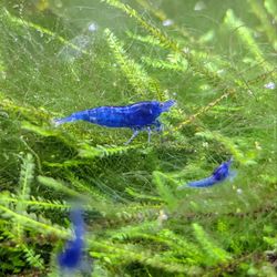 Java Moss Freshwater Aquarium Plants for Neocaridina shrimp