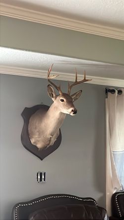 Deer
