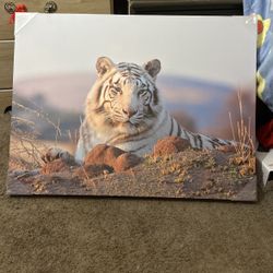 Tiger Picture 
