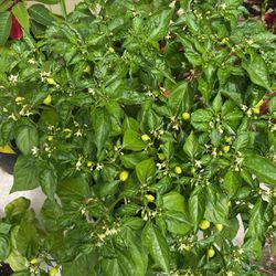 Wiri Pepper Plants 