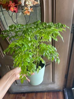 China Doll Plant
