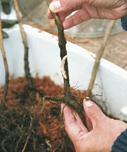 Red Raspberry Bare Root Plants, Set Of 10 Plants