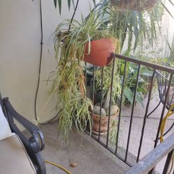 Big Spider Plant 