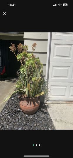 Succulents In Large Planter 