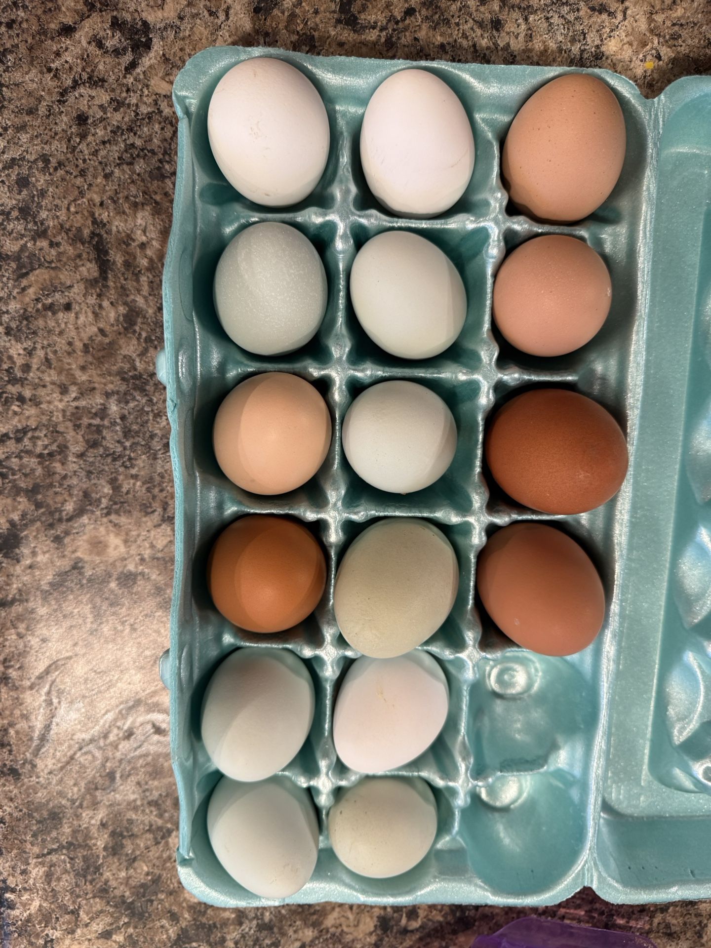 Fresh backyard eggs