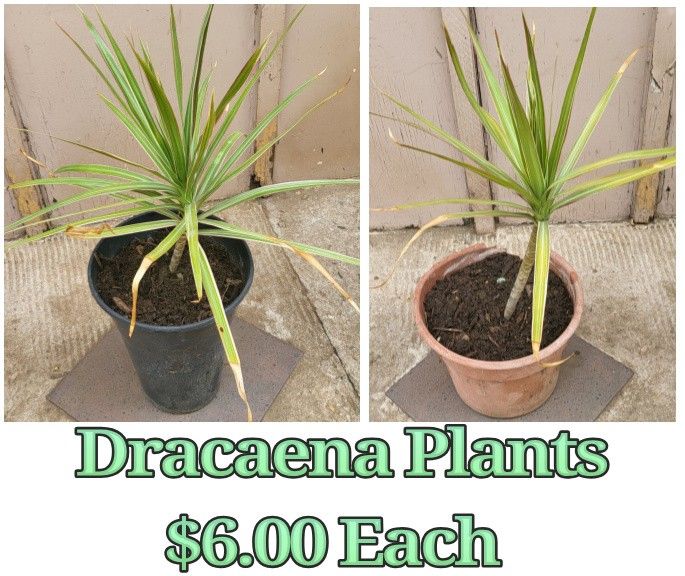 Dracaena Plants
