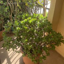 Extra Large Jade Plant With Organic Soil - Approximately 100  LBS