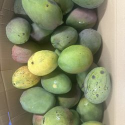 Mango High Quality And Taste   And Big Size 5 For $20