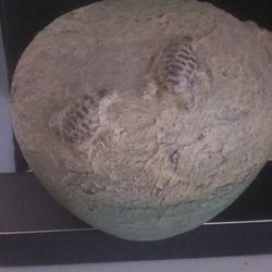 Old Ass Turtle Pot 
