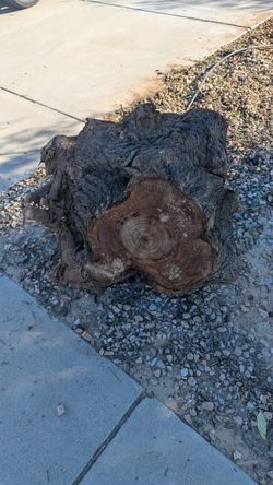 Free Willow Acacia Tree Stump - Great For Crafts - Removed And Ready To Be Hauled