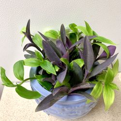 Indoor Plant 🪴 