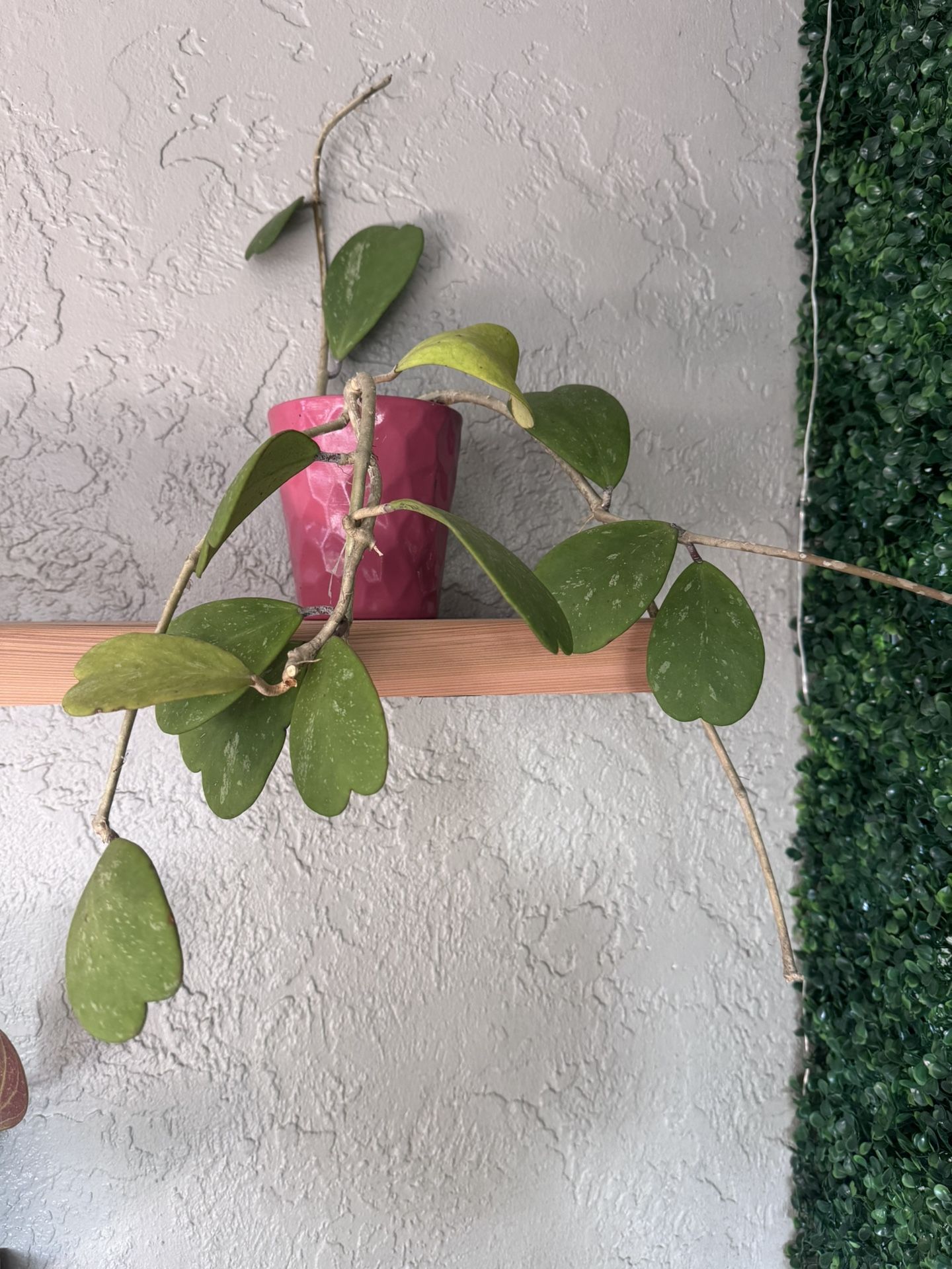 Hoya Kerrii Splash