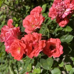 Rodal  Nokauts  (  rosal   de California Color Mamey  Maceta De  10 galones  Precio rosal  40  Dolares