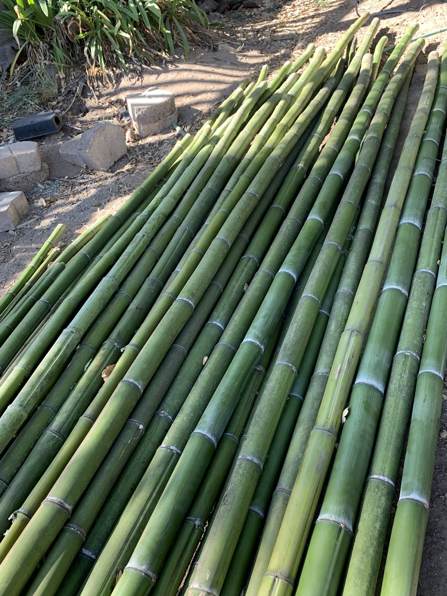 Bamboo poles