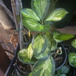 Australian Hoya Plant