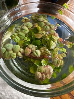 Red root floaters