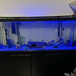 75 Gallon Fish Tank 